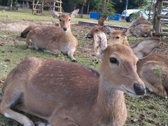 -清迈夜间动物园