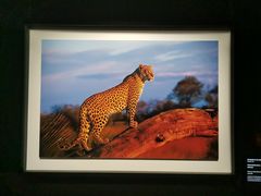 -罗红摄影艺术馆