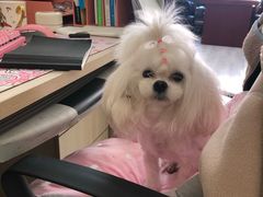 -乐派堂宠物医院·猫友好· 心脏科(东街店)