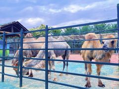 -栾川竹海野生动物园