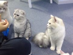 iphone_upload_pic-喵的天空名猫咖啡馆·撸猫·猫舍·用品