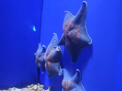 -青岛海底世界-水族馆