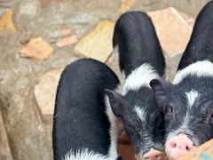 -HERRE·FARM 赫尔露营农场·团建聚会包场