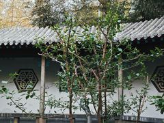 -趵突泉景区