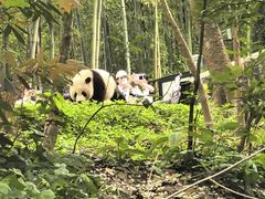 -中国大熊猫保护研究中心雅安碧峰峡基地