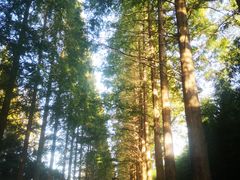 -黄海国家森林公园