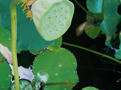 -陈家山荷花公园