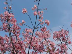 -顾村公园