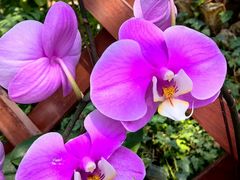 -北京植物园-展览温室