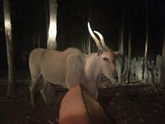 Chiang&nbsp;Mai&nbsp;Night&nbsp;Safari-清迈夜间动物园