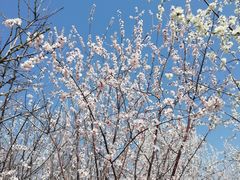 -桃花堤公园