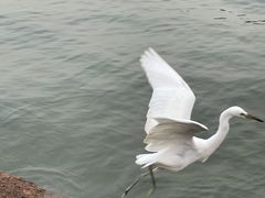 -深圳湾公园(南山区)