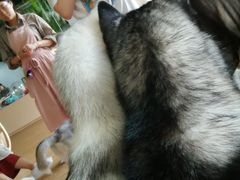 -Husky Go! 哈士奇体验馆·宠物咖啡厅狗咖