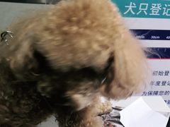 -心仪动物医院·牙专科·肿瘤·心脏科(西客站院)