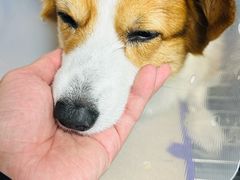 -美联众合动物医院·24h京西诊疗中心