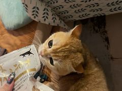 -猫大福·Fortune Cat猫舍(百子湾店)