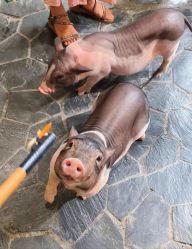 -Zoolung Zoolung动物主题公园(海信广场店)