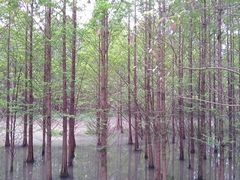 -桤木河湿地公园