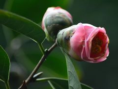 -金花茶公园