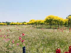 -西青郊野公园