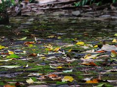 -银湖山郊野公园-相思林