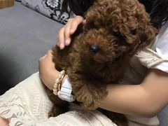 -守诺宠物医院·眼科· 特色牙科·异宠专科(虹口店)