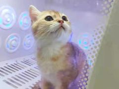 -喵zoo家庭繁育猫舍(尖东智能花园店)