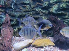 -上海海洋水族馆