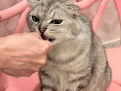 -猫咪派对(江南西店)