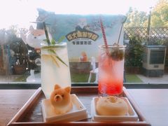 -柴犬高等学院·狗咖·柴犬售卖·宠物训练