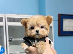 -萌宠之家·腊肠犬·马尔泰·小体犬舍