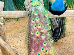 -荆州中山公园动物园