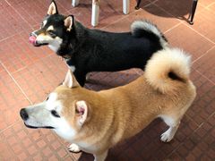 -柴犬高等学院·狗咖·柴犬售卖·宠物训练