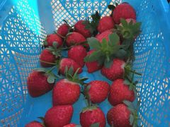 -南国桃园旅游度假区