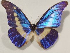 -上海昆虫博物馆