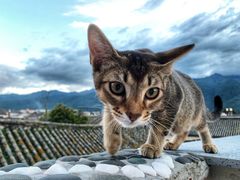 -喵屿·大理花园猫咖