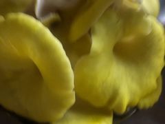 -仙蘑洞
