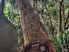 -亚龙湾热带天堂森林公园