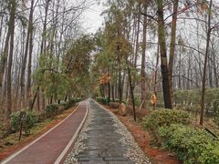 -合肥滨湖国家森林公园