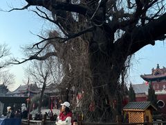 -大槐树寻根祭祖园