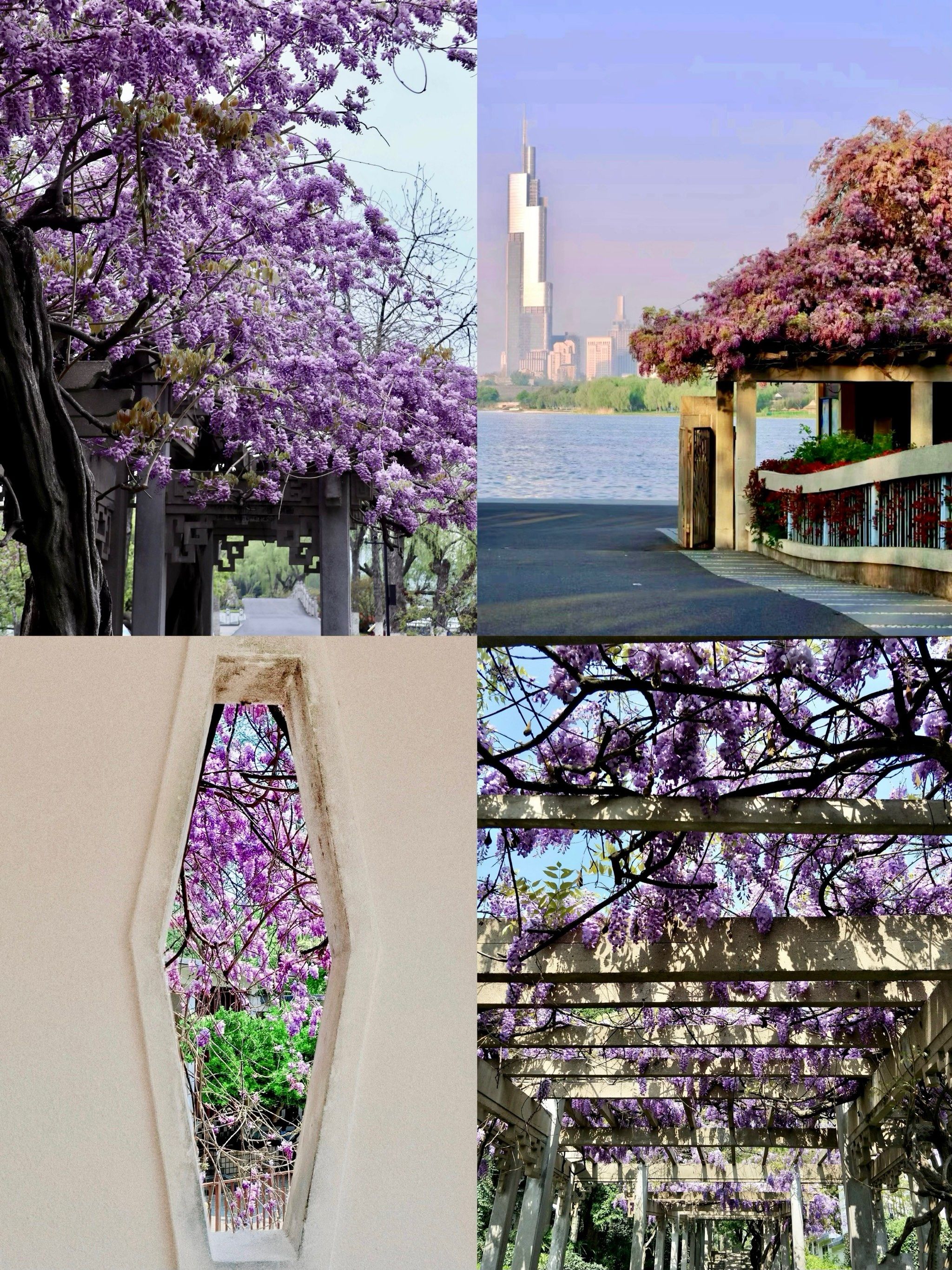 南京紫藤花可以拍了!记住这79个绝佳打卡地90