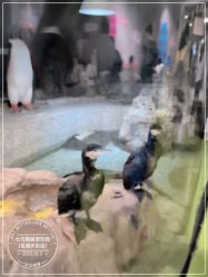 -七巧国萌宠乐园(龙湖天街店)