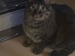 -谐和益家动物医院·免疫绝育·血液透析·宠保定点医院(高新伊藤分院)