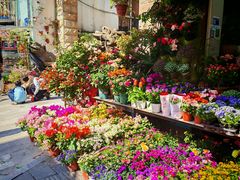 -溪岸路花鸟市场
