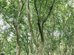 -上海共青森林公园