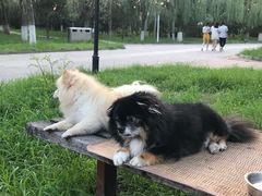 -喜多萌中农锦绣动物医院24H·猫科·牙科MRI·CT