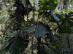 -热带雨林自然公园