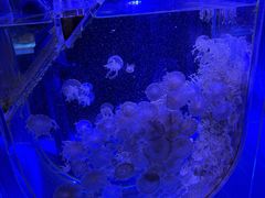 -海合安青岛极地海洋公园