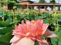 -广州莲花山旅游区