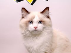 -翊宠yipet猫狗购宠庄园犬舍•猫舍